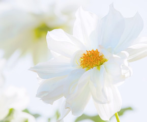 Beautiful of white Garden Dahlia flower blossom in spring time