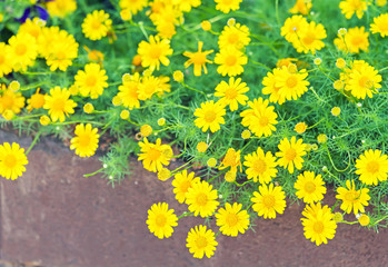 Obraz premium Yellow flowers of Dahlberg Daisy or Golden Fleece blossom in spring day