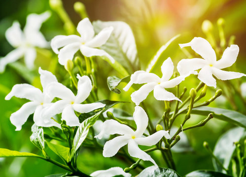 Close up of white Sampaguita Jasmine or Arabian Jasmine flowers blossom