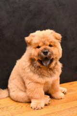 Chow chow puppy in the house. Purebred red dog chow chow