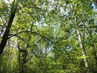 Новосибирск Бугринский парк