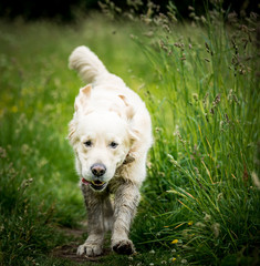 The Golden Retriever