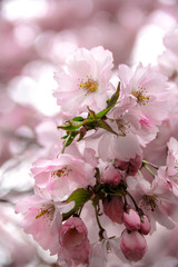 Fototapeta premium Kungsträdgården