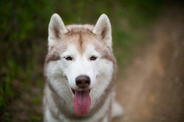 Close-up portrait of cute beige dog breed siberian husky with tonque hanging out sitting on the path in the forest