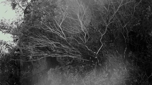 Flare Light and Wind Blowing Attack to Branch of Tree on Rock in Black and White Tone