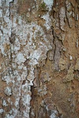 Wood texture background. trunk detail texture background. Bark tree texture wallpaper. Abstract background. postcard. Gnarl tree.