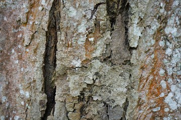 Wood texture background. trunk detail texture background. Bark tree texture wallpaper. Abstract background. postcard. Gnarl tree.
