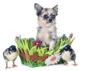 puppy chihuahua and chicks