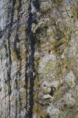 Wood texture background. trunk detail texture background. Bark tree texture wallpaper. Abstract background. postcard. Gnarl tree.