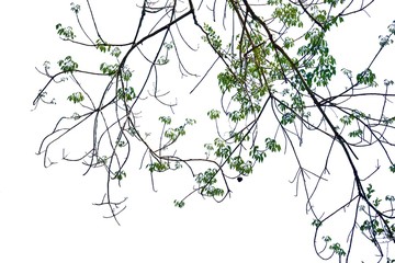 Branch isolated on white background, Tree silhouette on white background. Copy space.