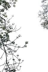 Branch isolation on white background, Tree silhouette on white background. Copy space.