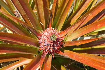 Pineapple on tree. Fresh tropical Red pineapple on tree in farm at Thailand. Top view.