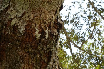 Wood texture background. trunk detail texture background. Bark tree texture wallpaper. Abstract background. postcard. Gnarl tree.