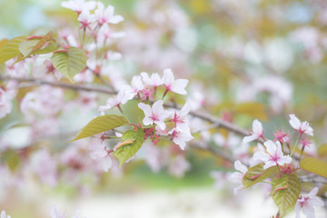 Image of Soft focus Cherry Blossom or Sakura flowers on nature background