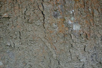 Wood texture background. trunk detail texture background. Bark tree texture wallpaper. Abstract background. postcard. Gnarl tree.