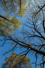 Green deciduous forest on a sunny day