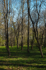 Fototapeta na wymiar Green deciduous forest on a sunny day