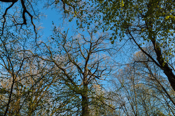 Green deciduous forest on a sunny day