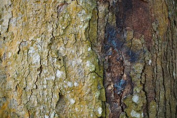 Wood texture background. trunk detail texture background. Bark tree texture wallpaper. Abstract background. postcard. Gnarl tree.