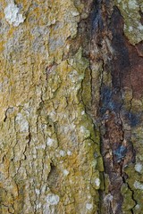 Wood texture background. trunk detail texture background. Bark tree texture wallpaper. Abstract background. postcard. Gnarl tree.