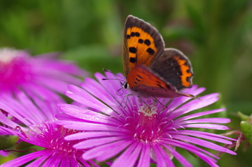 ベニシジミとマツバギク