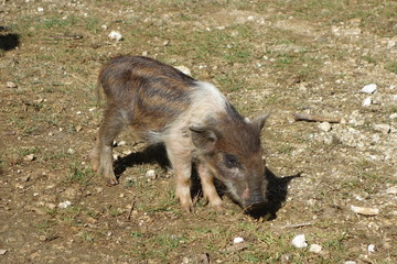 Island pig, piglet, Neiafu, Vavau, Tonga