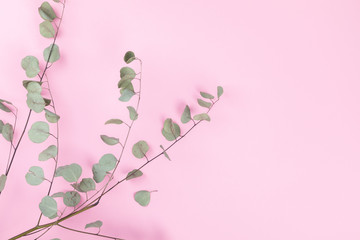 Eucalyptus branch  on the Pink Paper. Minimal Fashion Stillife.  Concept  Trendy Bright Colors.Copy space for Text.Top View. Flat Lay.