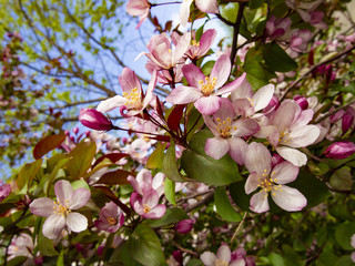 branches of a blossoming Apple tree