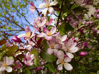 branches of a blossoming Apple tree