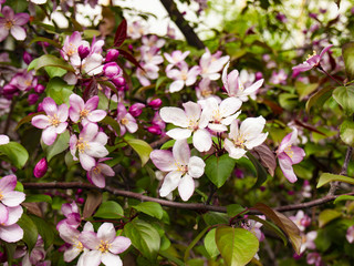 branches of a blossoming Apple tree