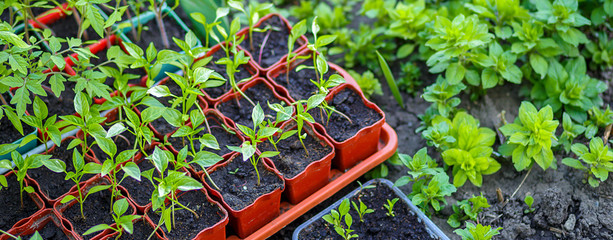 Gardening on a country site in the spring and summer season, panoramic banner