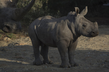 Obraz premium white rhinoceros calf crossing a road