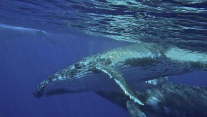 Obraz premium Humpback whales, Megaptera novaeangliae, Neiafu, Vavau, Tonga