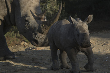 Naklejka premium white rhinoceros with calf