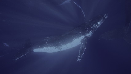 Humpback whales, Megaptera novaeangliae, Neiafu, Vavau, Tonga