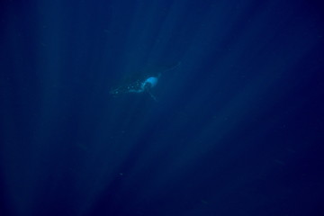 Humpback whale, Neiafu, Vavau, Tonga