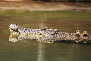 Leistenkrokodil (Crocodylus porosus) in Queensland, Australien.