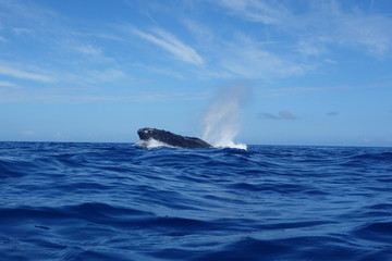 Fototapeta premium Watching Humpback whale surfacing, blowing, spraying, Neiafu, Vavau, Tonga while swimming