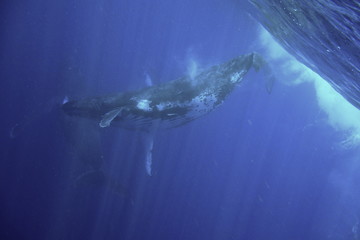 Humpback whale, Neiafu, Vavau, Tonga
