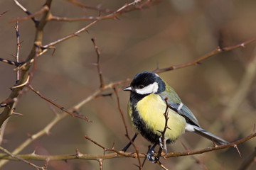 Kohlmeise (Parus major) im Winter im Naturschutzgebiet Mönchbruch bei Frankfurt, Deutschland.