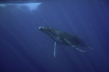 Fototapeta premium Neiafu, Vavau, Tonga