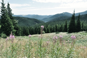 Fototapeta na wymiar View of the tops of green mountains, in the foreground a green meadow with flowers 