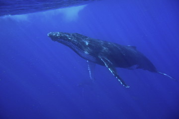 Snorkeling with whales, Neiafu, Vavau, Tonga