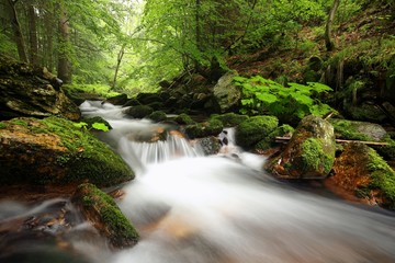 Forest stream flowing down from the mountains