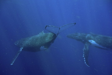 Snorkeling with whales, Neiafu, Vavau, Tonga