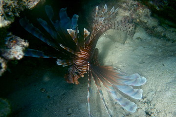 Fototapeta na wymiar Lionfish, Neiafu, Vavau, Tonga