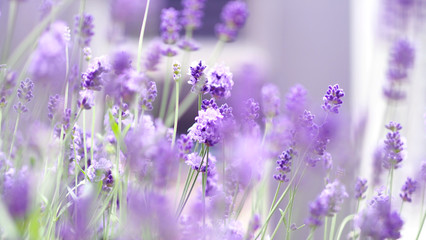 Lavender flowers blooming which have purple color and good fragrant for relaxing in summer.