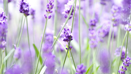 Naklejka premium Lavender flowers blooming which have purple color and good fragrant for relaxing in summer.