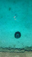 Aerial drone bird's eye view photo from turquoise clear water seascape in island of Shinousa or Schinoussa, Cyclades, Greece