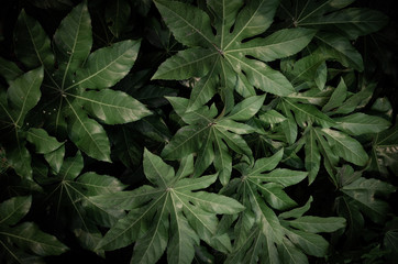 Summer, dark leaves, large leaves, tropical leaves